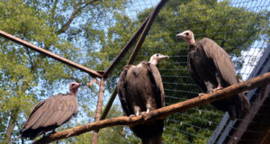 Die drei Kappengeier leben in trauter Gemeinschaft. Kappengeier sind zoologische Raritäten. (Foto: © Martina Hörle)