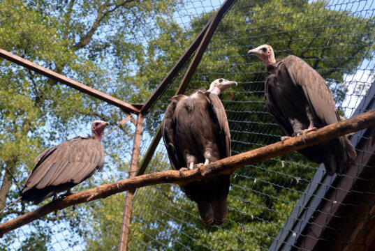 Die drei Kappengeier leben in trauter Gemeinschaft. Kappengeier sind zoologische Raritäten. (Foto: © Martina Hörle)