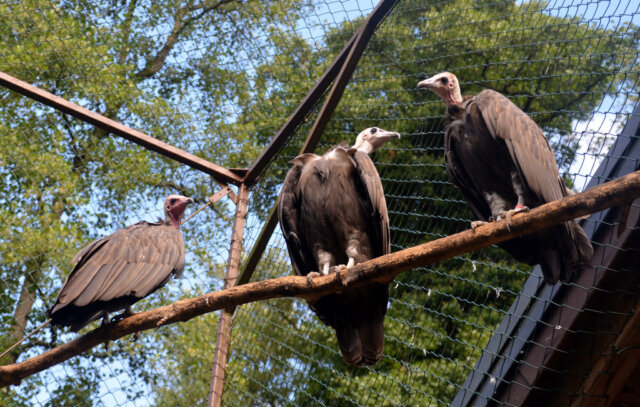 Die drei Kappengeier leben in trauter Gemeinschaft. Kappengeier sind zoologische Raritäten. (Foto: © Martina Hörle)