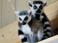 Die beiden Kattas Curro und Brienne leben seit ein paar Wochen im Vogelpark. Sie kennen sich bereits seit mehreren Jahren und verstehen sich prima. (Foto: © Martina Hörle)