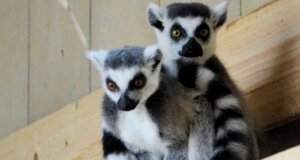 Die beiden Kattas Curro und Brienne leben seit ein paar Wochen im Vogelpark. Sie kennen sich bereits seit mehreren Jahren und verstehen sich prima. (Foto: © Martina Hörle)
