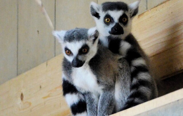 Die beiden Kattas Curro und Brienne leben seit ein paar Wochen im Vogelpark. Sie kennen sich bereits seit mehreren Jahren und verstehen sich prima. (Foto: © Martina Hörle)