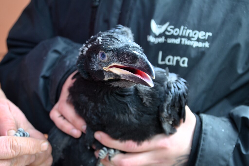 Begeistert waren die Jungtiere von dem Beringen nicht, hielten aber trotzdem still. (Foto: © Martina Hörle)
