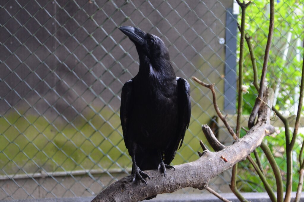 Rabenvater Horst schaute sich die ganze Aktion recht teilnahmslos aus der Entfernung an. (Foto: © Martina Hörle)