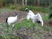 Die beiden Mandschurenkraniche im Vogelpark verstehen sich prächtig. Immer wieder gibt es Balztänze. Deswegen hoffen die Tierpfleger dieses Jahr auf Nachwuchs. (Foto: © Martina Hörle)