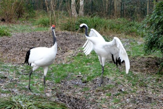 Die beiden Mandschurenkraniche im Vogelpark verstehen sich prächtig. Immer wieder gibt es Balztänze. Deswegen hoffen die Tierpfleger dieses Jahr auf Nachwuchs. (Foto: © Martina Hörle)