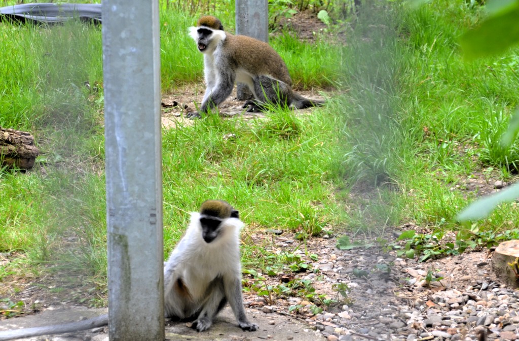 Nach einer kurzen Eingewöhnungszeit tollen die beiden Grünmeerkatzen jetzt munter im Außengehege, wo es viel zu entdecken gibt. (Foto: © Martina Hörle)