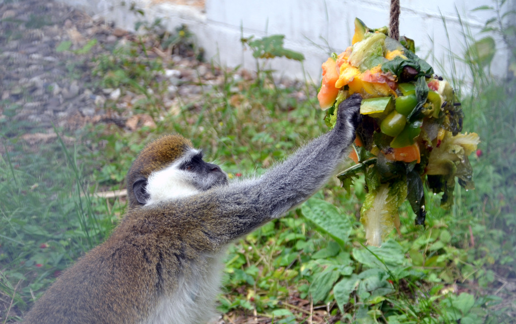 Die Eisbombe aus Obst, Kräutern und Sonnenblumenkernen fand großen Anklang bei den Primaten. Hier traut sich Thomas vorsichtig an die Leckereien. (Foto: © Martina Hörle)