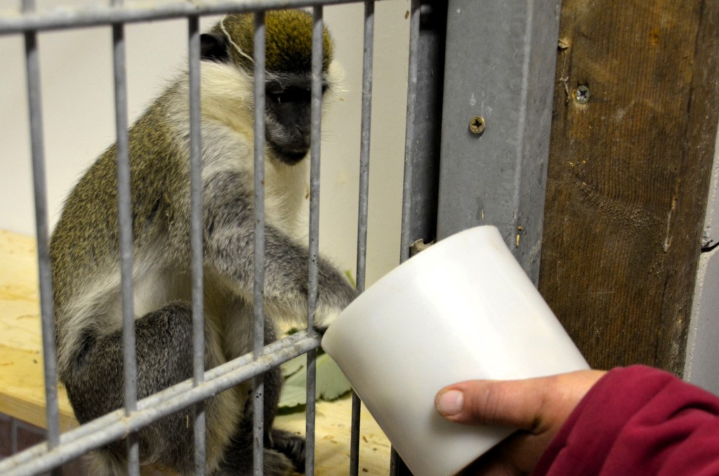 Schon am Tage ihres Einzugs holte sich die Affendame ganz selbstverständlich die angebotenen Pellets aus der Dose. Affenpellets enthalten alles, was die Tiere für eine gesunde Ernährung brauchen. (Foto: © Martina Hörle)