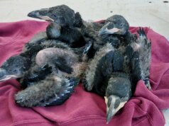 Bei den Kolkraben hat es Nachwuchs gegeben. Vier Jungvögel liegen im Nest. (Foto: © Vogelpark)