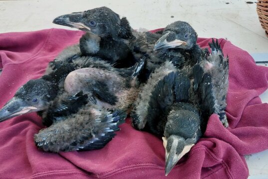Bei den Kolkraben hat es Nachwuchs gegeben. Vier Jungvögel liegen im Nest. (Foto: © Vogelpark)