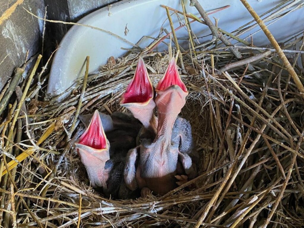 Das Kolkrabenpaar Thea und Horst hat wieder Nachwuchs. Vier hungrige Jungtiere rufen unentwegt nach Futter. (Foto: © Martina Hörle)