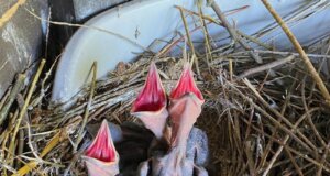 Das Kolkrabenpaar Thea und Horst hat wieder Nachwuchs. Vier hungrige Jungtiere rufen unentwegt nach Futter. (Foto: © Martina Hörle)