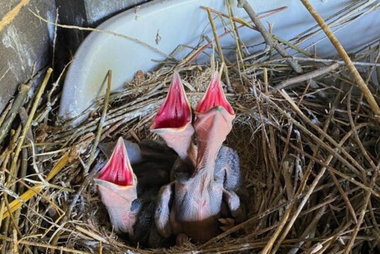Das Kolkrabenpaar Thea und Horst hat wieder Nachwuchs. Vier hungrige Jungtiere rufen unentwegt nach Futter. (Foto: © Martina Hörle)