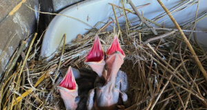 Das Kolkrabenpaar Thea und Horst hat wieder Nachwuchs. Vier hungrige Jungtiere rufen unentwegt nach Futter. (Foto: © Martina Hörle)