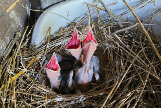 Das Kolkrabenpaar Thea und Horst hat wieder Nachwuchs. Vier hungrige Jungtiere rufen unentwegt nach Futter. (Foto: © Martina Hörle)