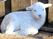 Das bezaubernde weiße Lämmchen ist das erste Neugeborene in diesem Jahr im Schaf- und Ziegengehege. (Foto: © Martina Hörle)