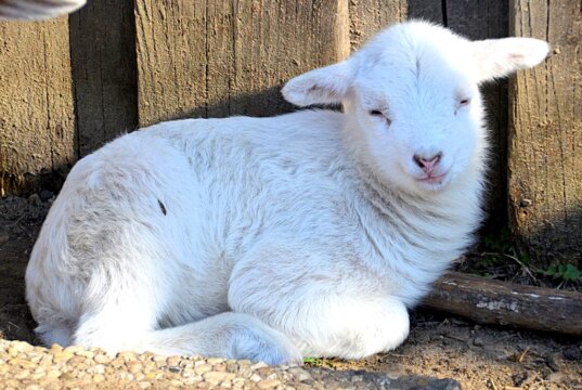 Das bezaubernde weiße Lämmchen ist das erste Neugeborene in diesem Jahr im Schaf- und Ziegengehege. (Foto: © Martina Hörle)