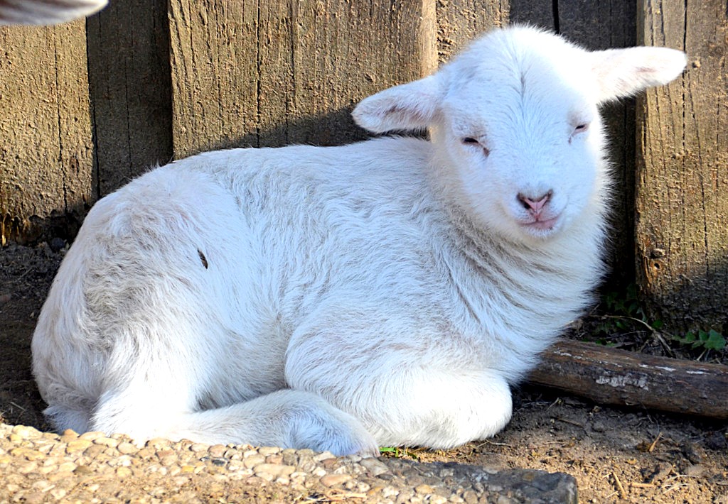 Das bezaubernde weiße Lämmchen ist das erste Neugeborene in diesem Jahr im Schaf- und Ziegengehege. (Foto: © Martina Hörle)