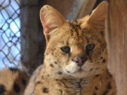 Kater Ayo lebt seit einigen Jahren im Vogelpark. Beheimatet war er bis dahin in einem Zoo in Frankreich. (Foto: © Martina Hörle)