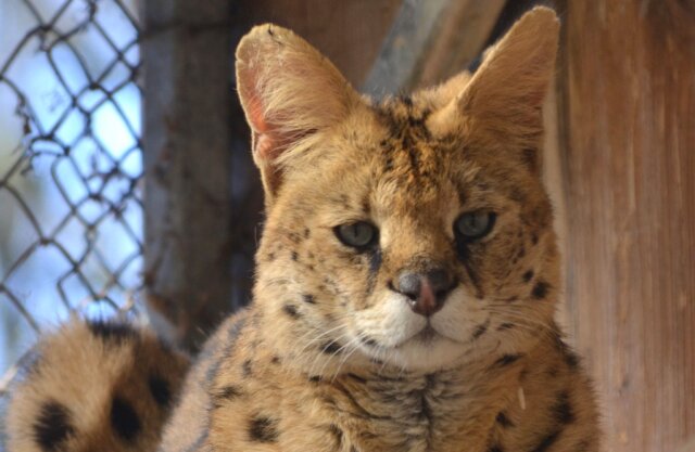 Kater Ayo lebt seit einigen Jahren im Vogelpark. Beheimatet war er bis dahin in einem Zoo in Frankreich. (Foto: © Martina Hörle)