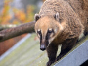 Eine possierliche Gruppe von sechs Nasenbären lebt in trauter Gemeinschaft im Solinger Vogel- und Tierpark. (Foto: © Martina Hörle)