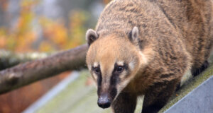 Eine possierliche Gruppe von sechs Nasenbären lebt in trauter Gemeinschaft im Solinger Vogel- und Tierpark. (Foto: © Martina Hörle)