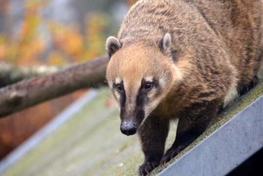 Eine possierliche Gruppe von sechs Nasenbären lebt in trauter Gemeinschaft im Solinger Vogel- und Tierpark. (Foto: © Martina Hörle)