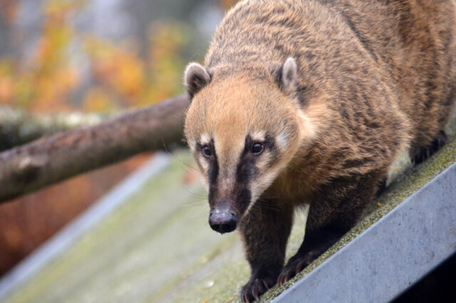 Eine possierliche Gruppe von sechs Nasenbären lebt in trauter Gemeinschaft im Solinger Vogel- und Tierpark. (Foto: © Martina Hörle)