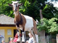 Die Thüringer Wald Ziegen gehören zu den vom Aussterben bedrohten Haustierrassen. Sie sind mittlerweile im vogelpark heimisch. (Foto: © Martina Hörle)