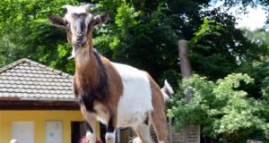 Die Thüringer Wald Ziegen gehören zu den vom Aussterben bedrohten Haustierrassen. Sie sind mittlerweile im vogelpark heimisch. (Foto: © Martina Hörle)