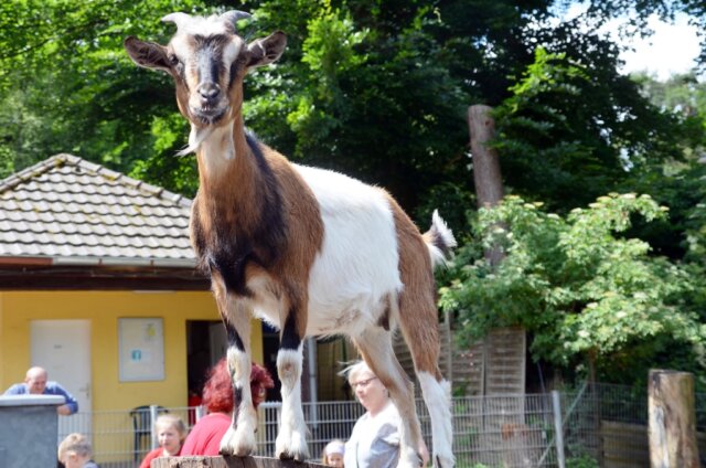 Vogelpark-Ohligs-Hilferuf - 1 Die Thüringer Wald Ziegen gehören zu den vom Aussterben bedrohten Haustierrassen. Sie sind mittlerweile im vogelpark heimisch. (Foto: © Martina Hörle)