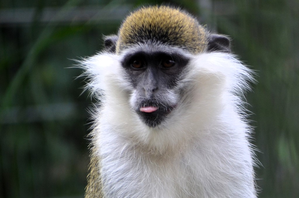 Die Meerkatzen Thomas und Andrea kamen vor einigen Monaten aus schlechter Haltung in den Vogelpark. Hier fühlen sie sich mittlerweile sehr wohl. (Foto: © Martina Hörle)