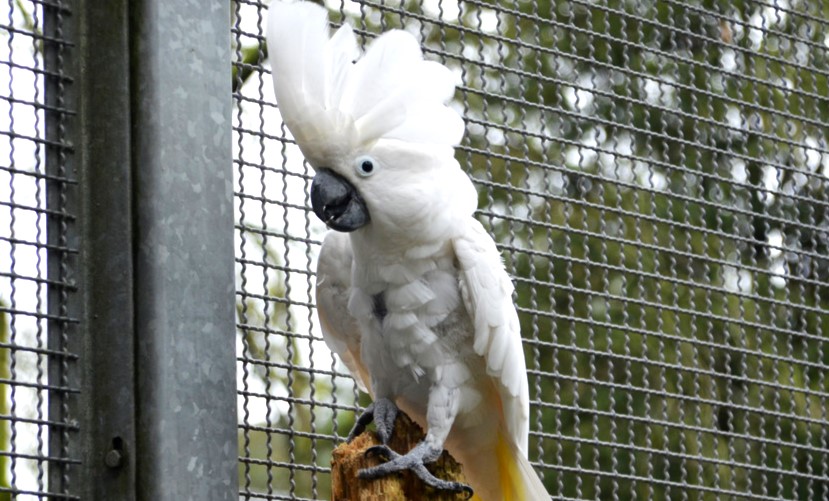 Weißhaubenkakadu Olli ist der Liebling aller Besucher. Er ist total begeistert, wenn man ihm etwas vorsingt. (Foto: © Martina Hörle)