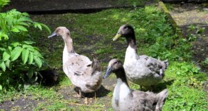 Seit einer Woche leben im Vogelpark drei Pommernenten. Es ist eine vom Aussterben bedrohte Rasse. Die Tiere sind im Frühjahr dieses Jahres geboren, aber schon beachtlich gewachsen. (Foto: © Martina Hörle)