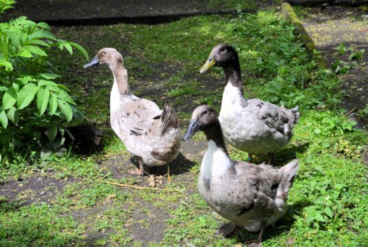 Seit einer Woche leben im Vogelpark drei Pommernenten. Es ist eine vom Aussterben bedrohte Rasse. Die Tiere sind im Frühjahr dieses Jahres geboren, aber schon beachtlich gewachsen. (Foto: © Martina Hörle)