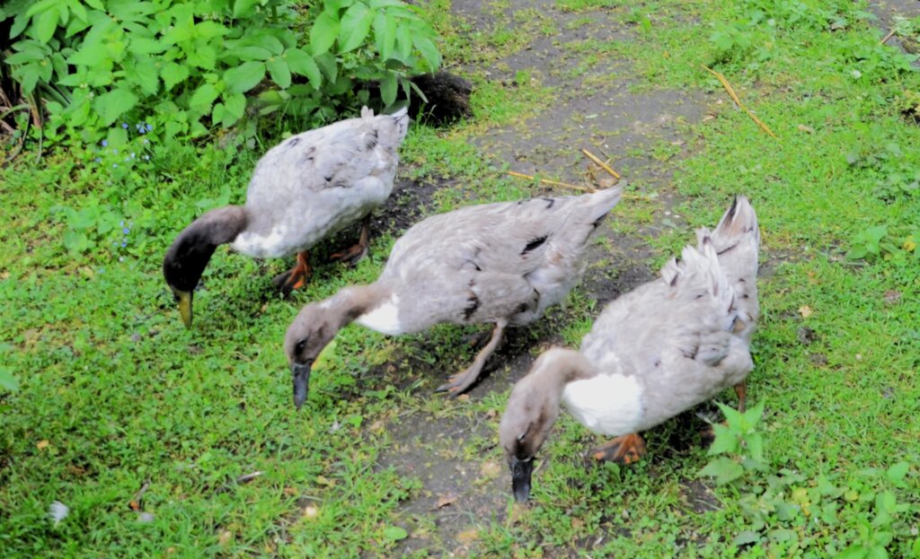 Gustav, Merle und Merlinde sind bereits ein eingeschworenes Team und machen alles gemeinsam. (Foto: © Martina Hörle)
