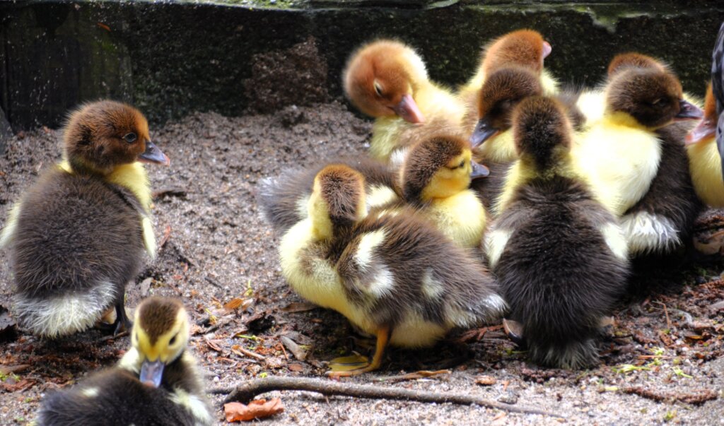 Noch wuseln die elf kleinen Flauschbällchen dicht bei der Mutter herum. Doch schon bald werden sie auf eigenen Füßen stehen. (Foto: © Martina Hörle)