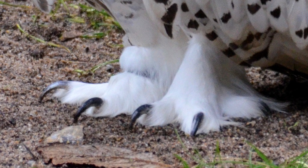 Schnee-Eulen tragen ganzjährig besondere „Thermo-Stiefel“. Die Füße sind mit vielen kleinen Federn bedeckt, die warm halten und das Einsinken im Schnee verhindern. (Foto: © Martina Hörle)