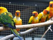 Im Vogelhaus wohnt eine muntere und farbenfrohe Sittich-WG. Ein Sonnensittich und vier Jendayasittiche leben seit vielen Jahren in trauter Gemeinschaft. (Foto: © Martina Hörle)