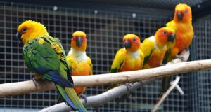 Im Vogelhaus wohnt eine muntere und farbenfrohe Sittich-WG. Ein Sonnensittich und vier Jendayasittiche leben seit vielen Jahren in trauter Gemeinschaft. (Foto: © Martina Hörle)