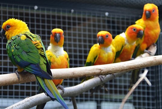 Im Vogelhaus wohnt eine muntere und farbenfrohe Sittich-WG. Ein Sonnensittich und vier Jendayasittiche leben seit vielen Jahren in trauter Gemeinschaft. (Foto: © Martina Hörle)
