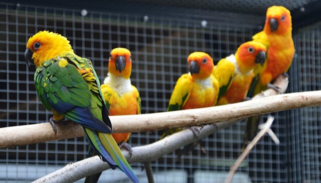 Vogelpark-Sonnen-und-Jendayasittiche - 1 Im Vogelhaus wohnt eine muntere und farbenfrohe Sittich-WG. Ein Sonnensittich und vier Jendayasittiche leben seit vielen Jahren in trauter Gemeinschaft. (Foto: © Martina Hörle)