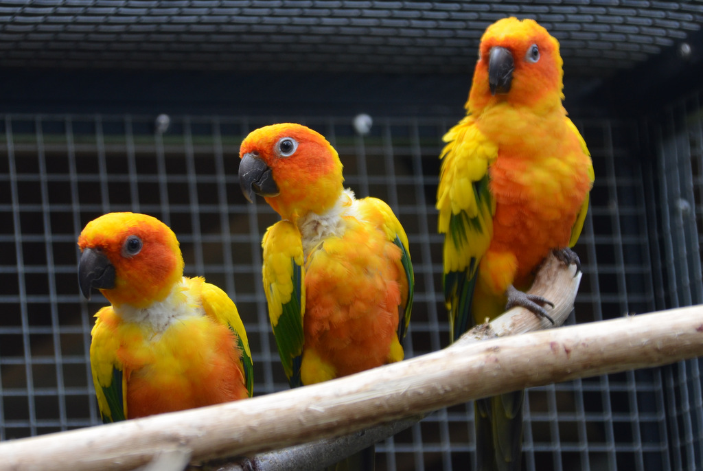 Meist bilden die lebhaften Vögel eine Zweier- und eine Dreiergruppe. (Foto: © Martina Hörle)
