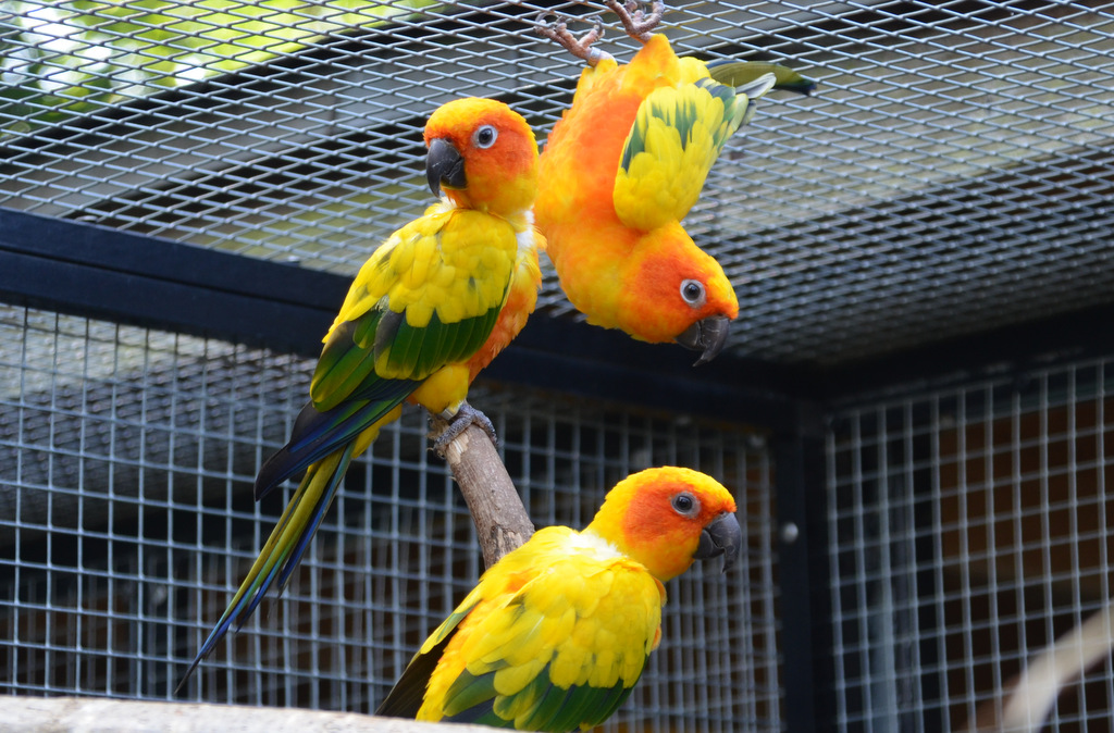 Mit ihrem leuchtenden Gefieder sehen die Sittiche aus, als hätten sie die Sonne eingefangen. (Foto: © Martina Hörle)