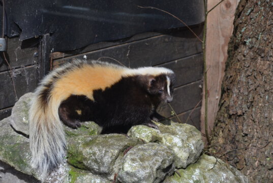 Streifenskunks erkennt man an dem dunklen Streifen auf dem Rücken und den weißen Streifen der sich von der Stirn bis zur Nase zieht. (Foto: © Martina Hörle)