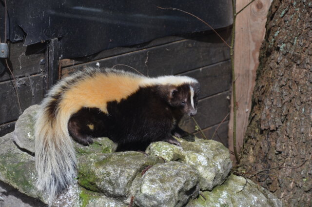 Streifenskunks erkennt man an dem dunklen Streifen auf dem Rücken und den weißen Streifen der sich von der Stirn bis zur Nase zieht. (Foto: © Martina Hörle)