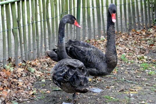 Die beiden Trauerschwäne sind vor drei Monaten in den Vogelpark gekommen. Sie folgen ihrer Adoptivmutter Perle auf Schritt und Tritt. (Foto: © Martina Hörle)