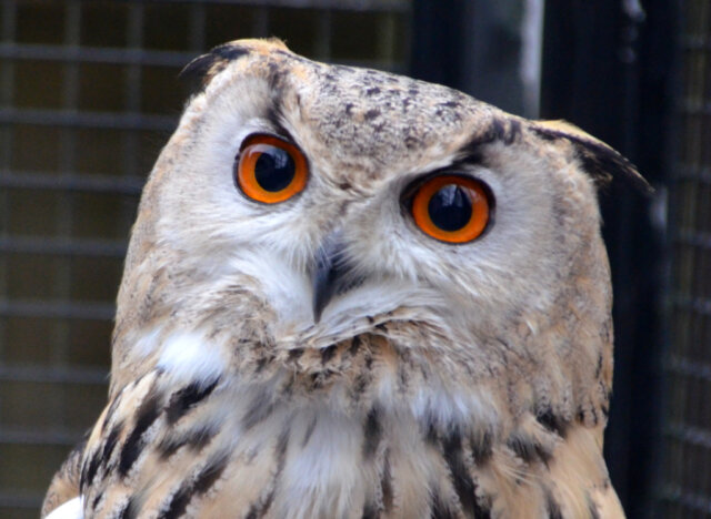 Der Turkmenische Uhu „Stift“ lebt seit vielen Jahren im Solinger Vogel- und Tierpark. Er ist mittlerweile schon 47 Jahre alt. (Foto: © Martina Hörle)