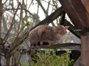Die Europäischen Wildkatzen mussten vorübergehend in ein anderes Gehege umziehen. Ihre Anlage soll umfangreich renoviert werden. (Foto: © Martina Hörle)